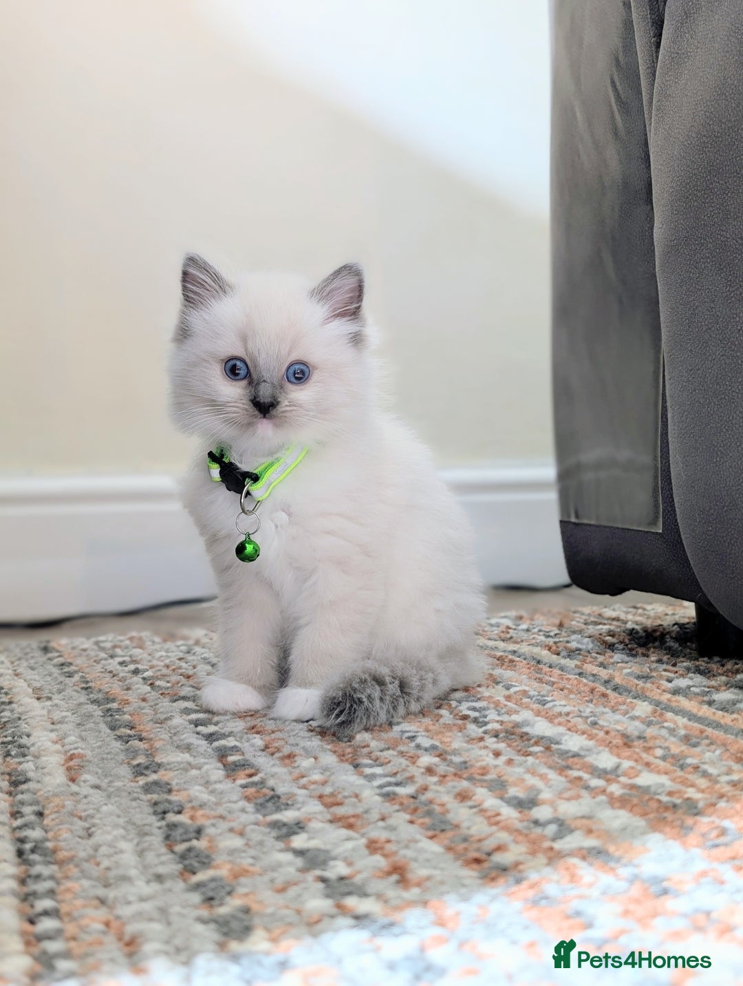 Ragdoll cats for sale: 🏆 🐾 Tica Registered EU Ragdoll Kittens 🐈 🏆 - Image 5