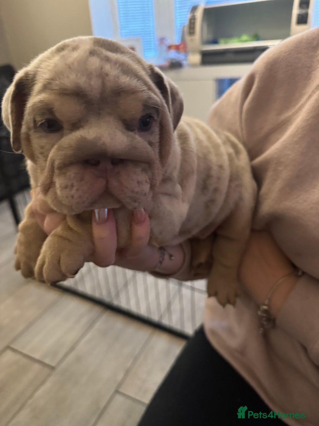 English Bulldog dogs for sale: Bettie & 007 babies short compact   - Image 10