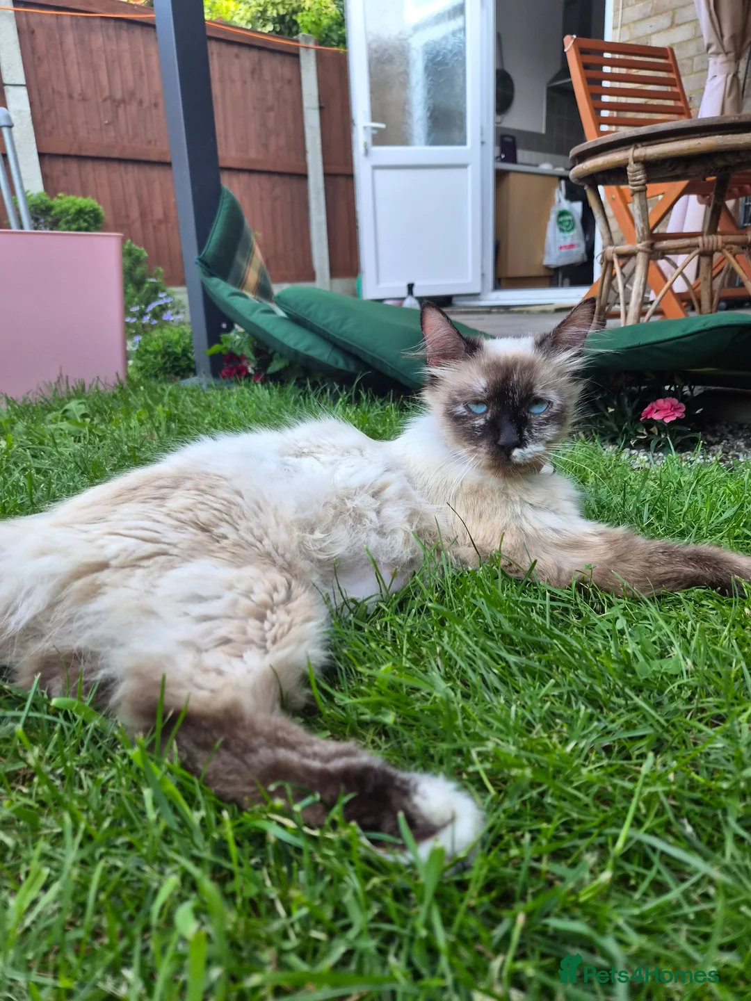 Mixed Breed cats for sale: Kitten  - Advert 4