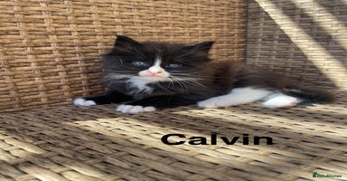 Maine Coon cats - Advert 10
