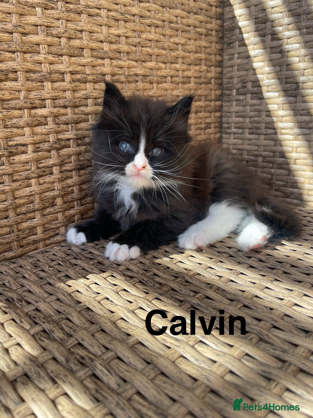 Maine Coon cats for sale: Mainecoons  - Image 3