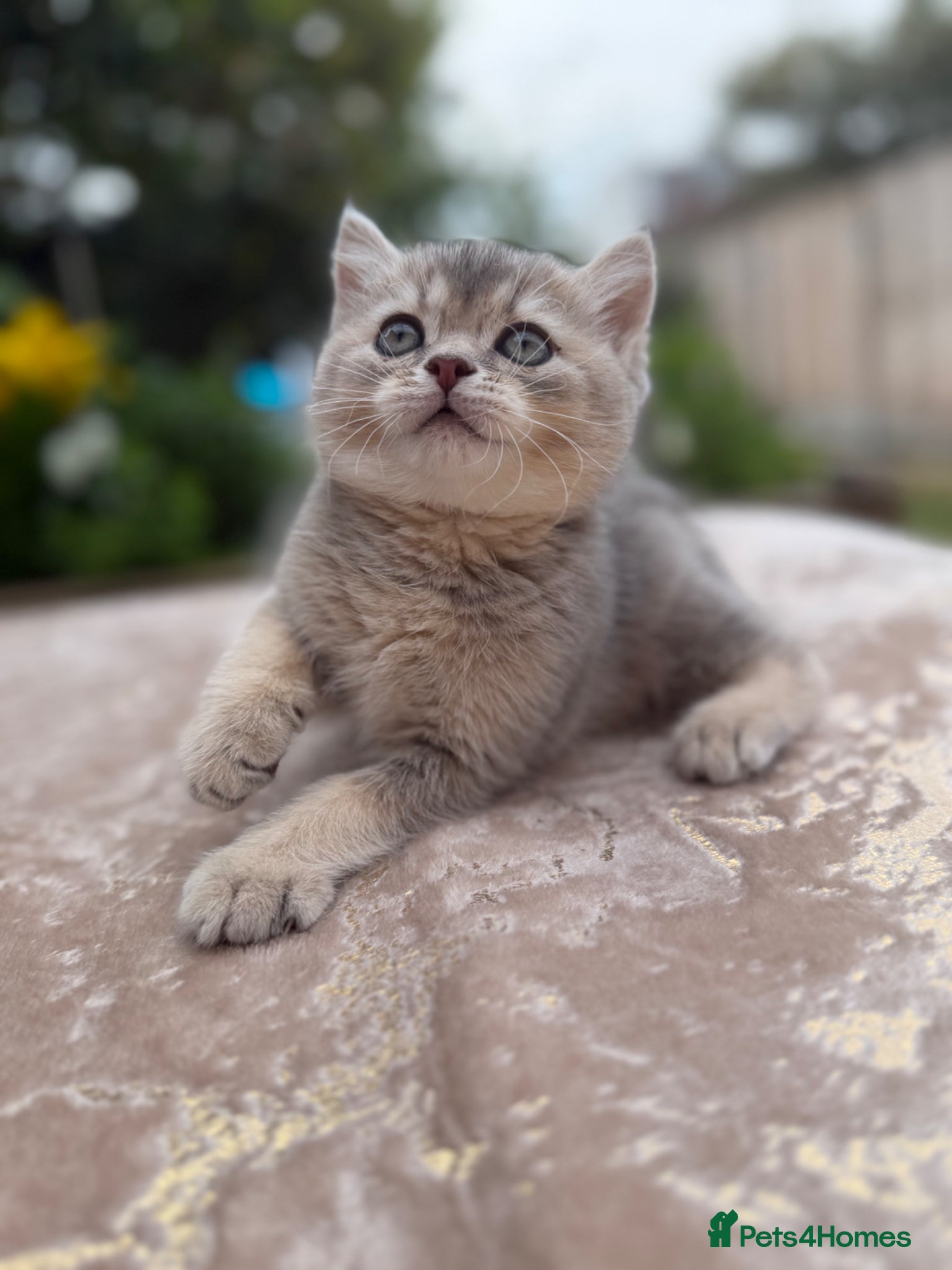 British Shorthair cats GCCF Golden Blue 🦋BSH Boy  - Advert 16