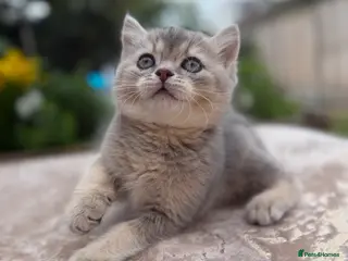 British Shorthair cats GCCF Golden Blue 🦋BSH Boy - Advert 16