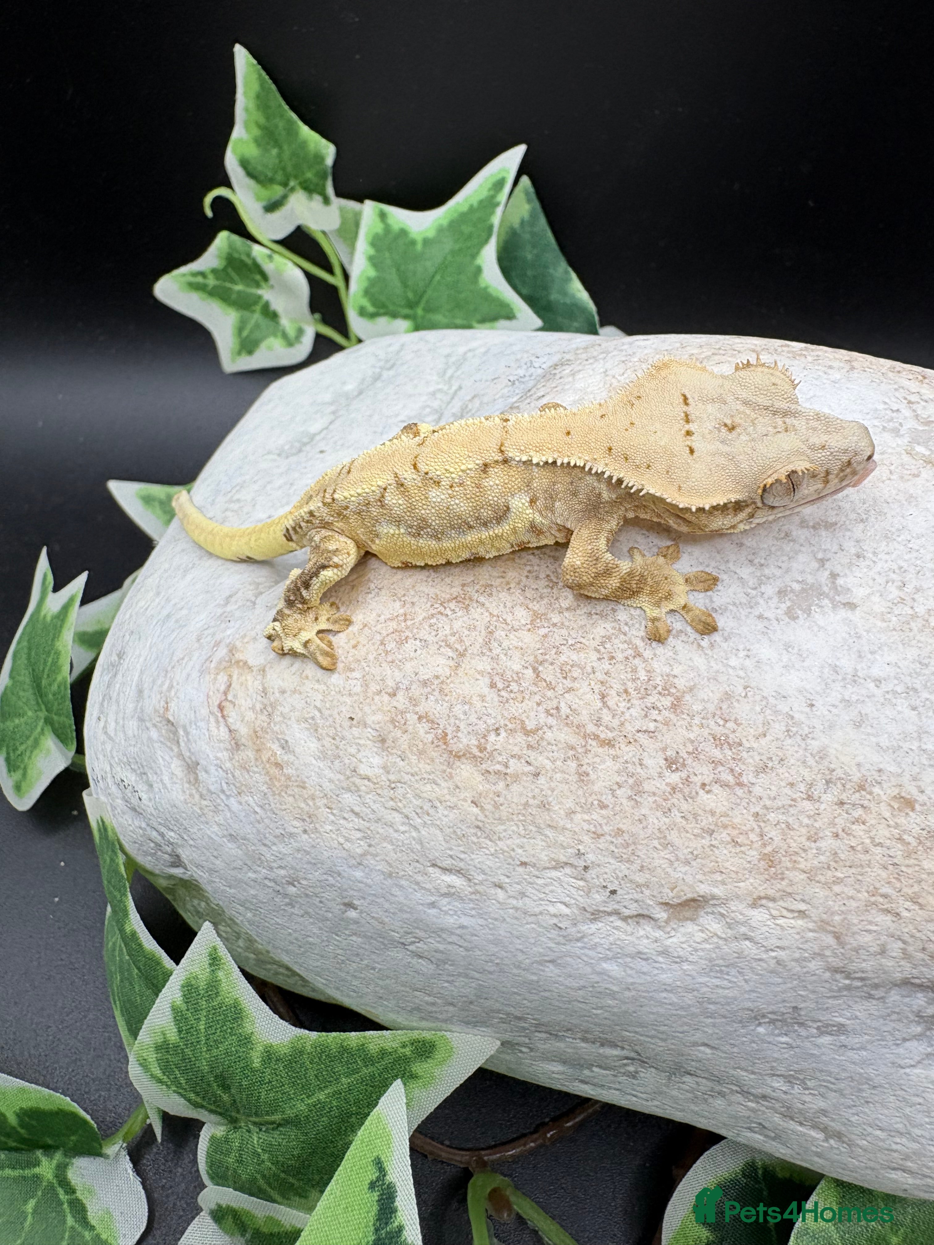Gecko reptiles Crested geckos  - Advert 1