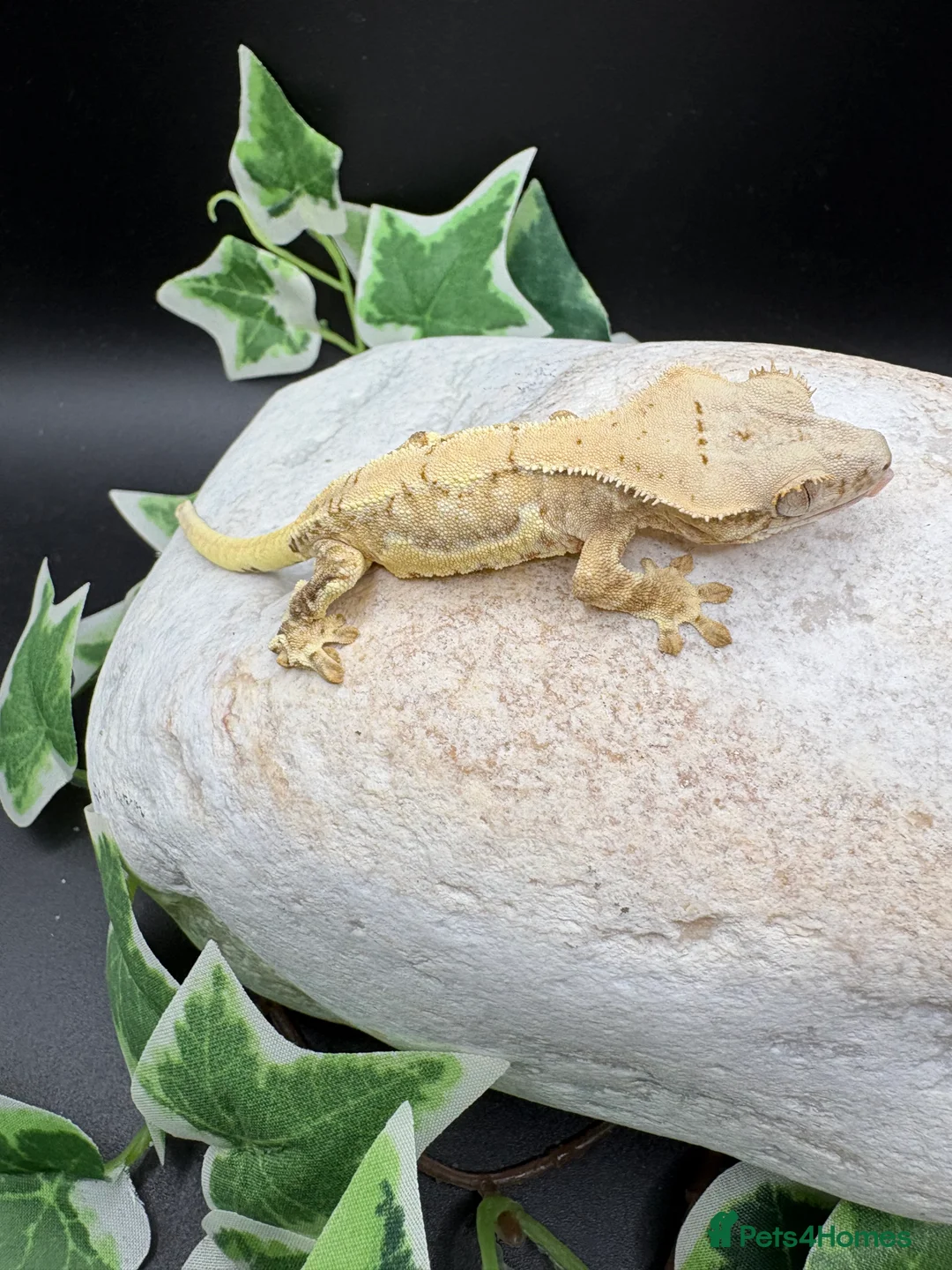 Gecko reptiles for sale: Crested geckos  - Advert 1