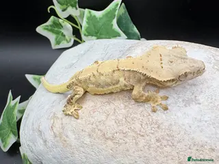 Gecko reptiles Crested geckos - Advert 1