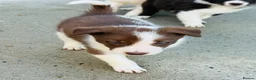 Border Collie dogs for sale: Gorgeous border collie puppies  - Advert 25