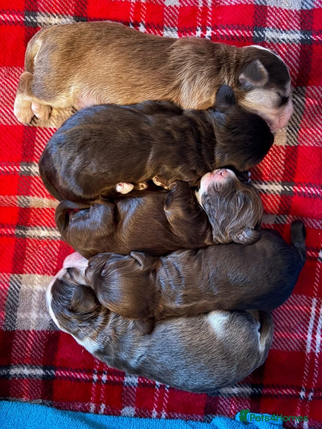 Cockapoo dogs 🐶 Beautiful Cockapoo Puppies Ready 14th May - Advert 2