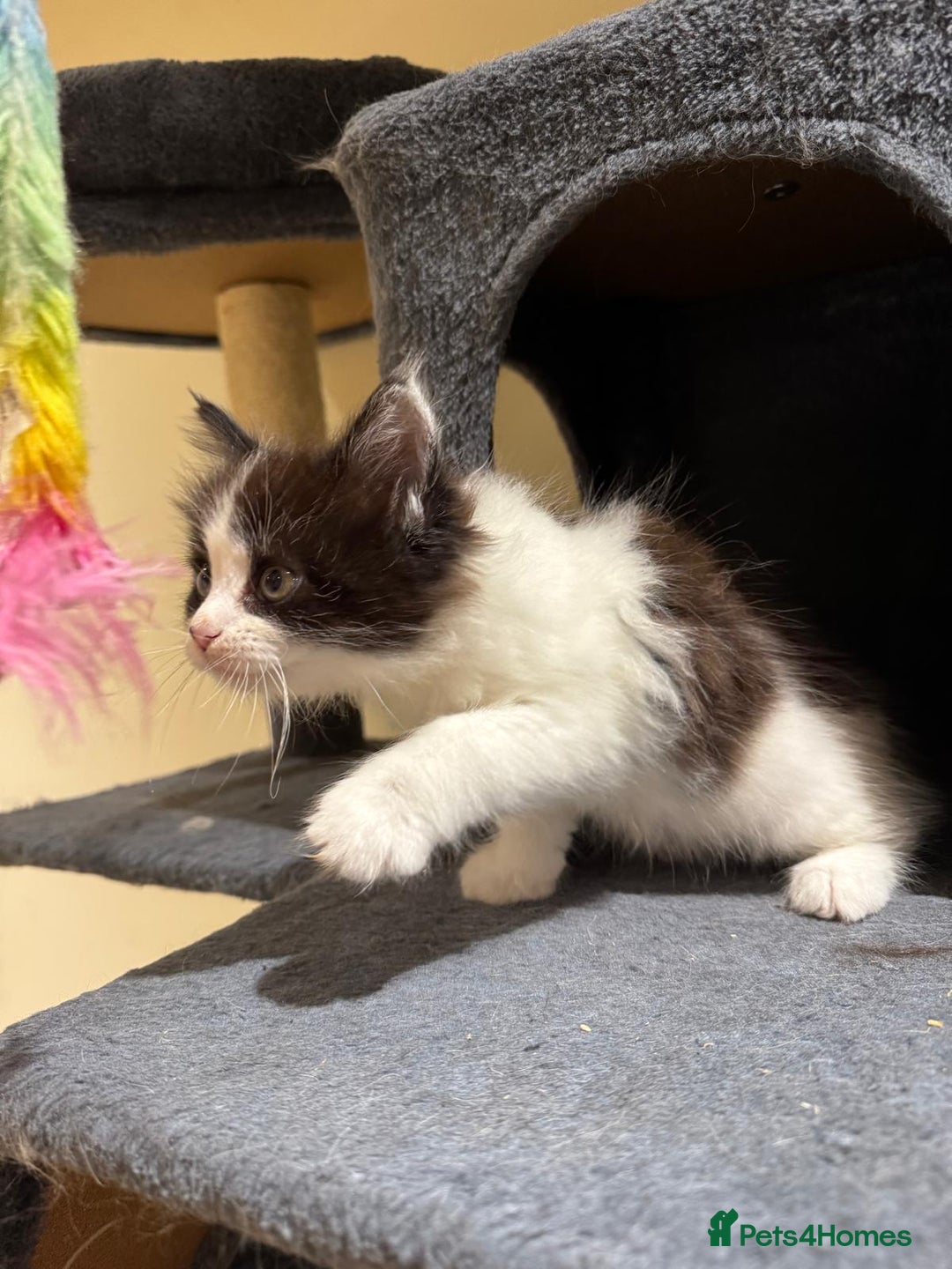 Maine Coon cats for sale: 🐾 Ragdoll × Maine Coon Kittens 🐾 - Image 24