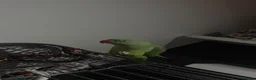Parrots birds for sale: Hand-Tamed & Trained Alexandrine Parrot in Rotherham - Advert 4