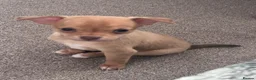 Chihuahua dogs for sale: Beautiful chihuahua puppies in Bridgend - Advert 7