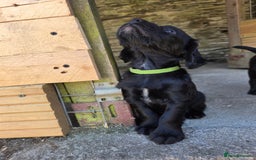 Cocker Spaniel dogs for sale: Working cocker spaniel pup - Image 5