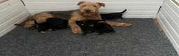 Airedale Terrier dogs for sale: Airedale Terrier Puppies in Cambridge - Advert 1