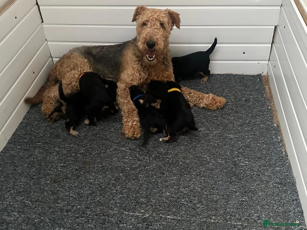 Airedale Terrier dogs for sale: Airedale Terrier Puppies in Cambridge - Advert 1