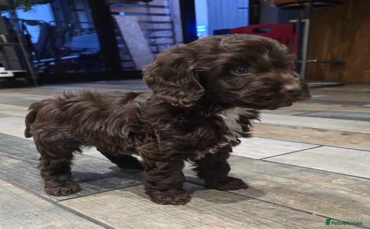 Cockapoo dogs - Advert 1