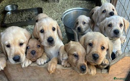 Labrador Retriever dogs for sale: Yellow/fox red male Labrador puppies  - Image 2