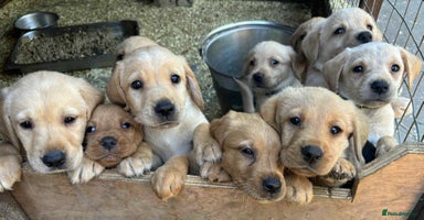 Labrador Retriever dogs - Advert 5