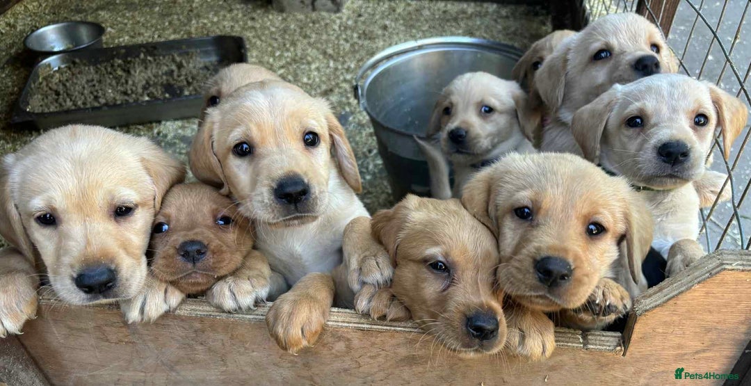 Labrador Retriever dogs for sale: Yellow/fox red male Labrador puppies  - Image 2