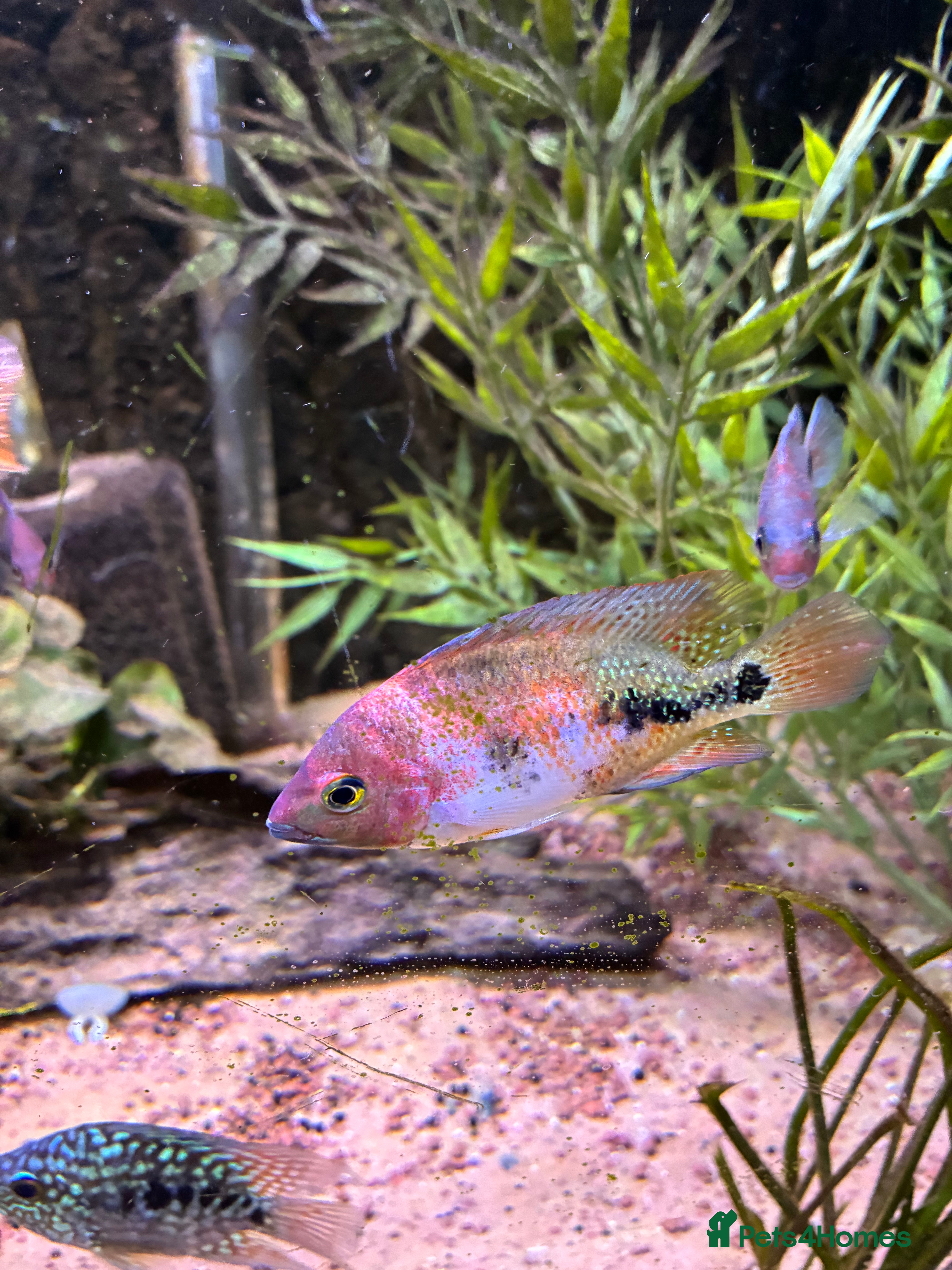 Cichlids fish Blood parrot x marble veija  - Advert 1