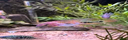 Cichlids fish for sale: Blood parrot x marble veija  - Advert 1
