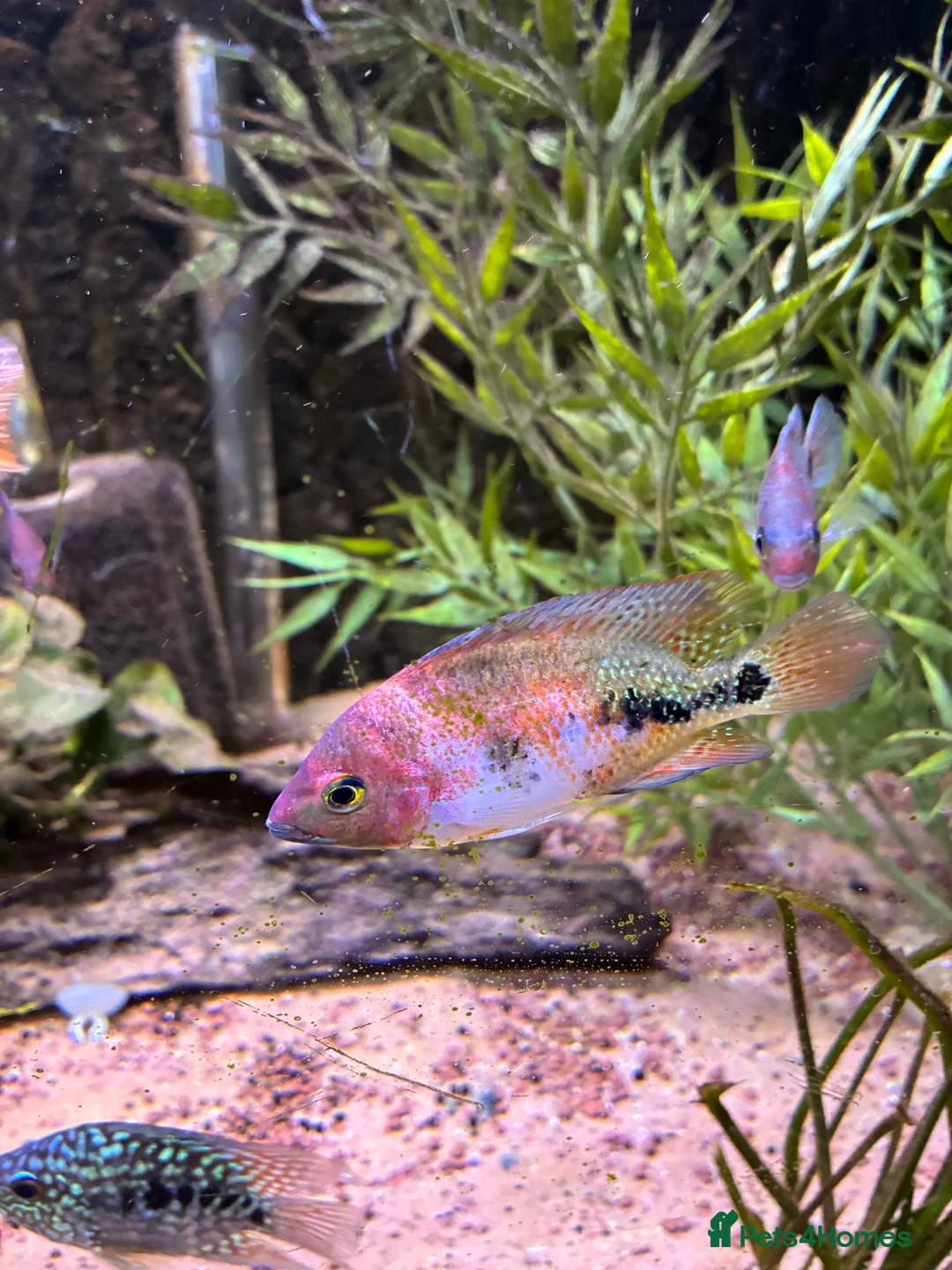 Cichlids fish for sale: Blood parrot x marble veija  - Advert 1