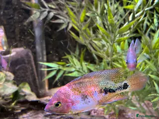 Cichlids fish Blood parrot x marble veija - Advert 1