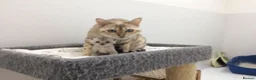 Bengal cats for sale: Out standing TICA reg Bengal Kittens  - Advert 1