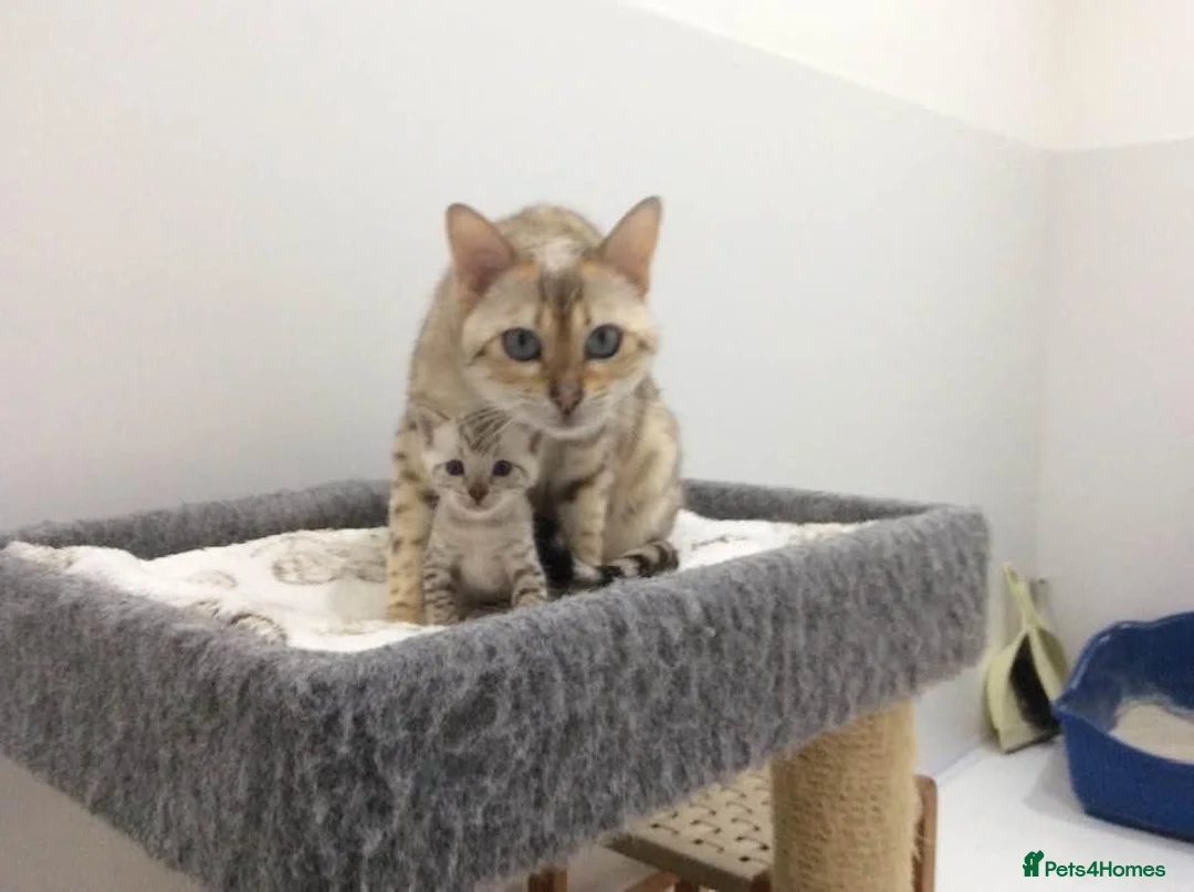 Bengal cats for sale: Out standing TICA reg Bengal Kittens  - Advert 1