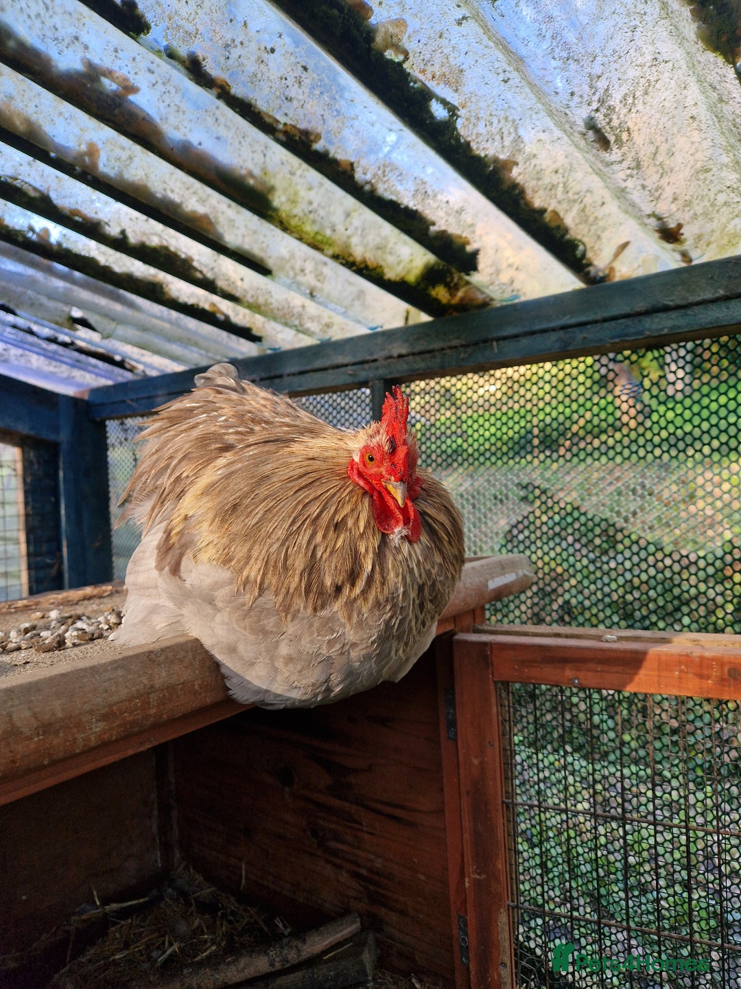 Chickens poultry for sale: Three beautiful cockrels looking for a new home - Advert 3