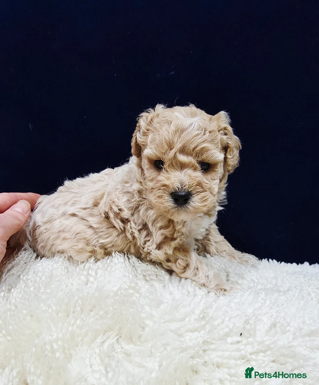Maltipoo dogs for sale: F1B Maltipoo Puppies, Toy Size, Hypoallergenic, - Advert 28
