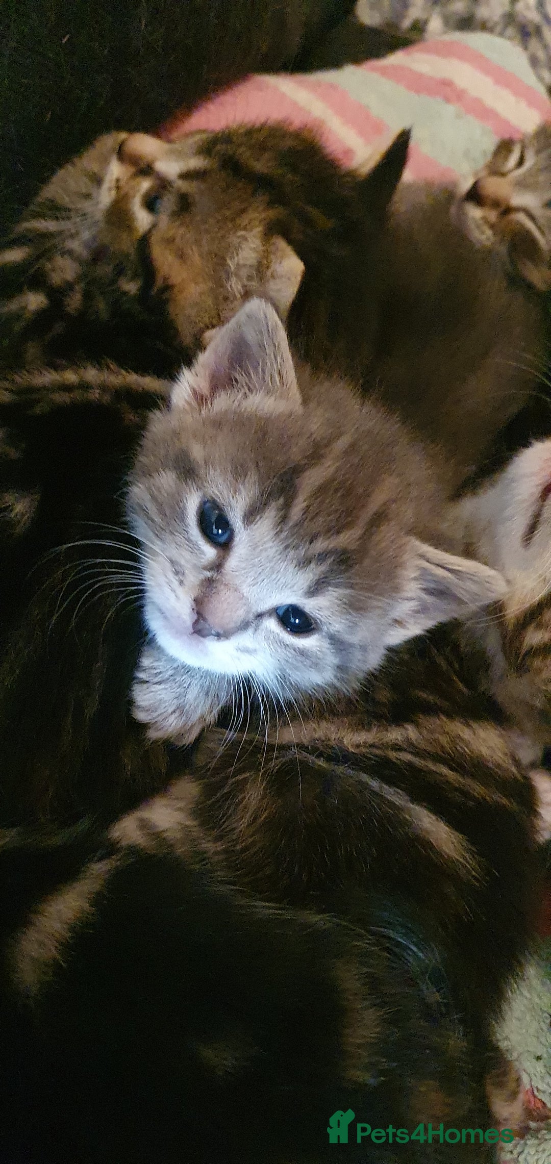 Domestic Shorthair cats for sale: 6 beautiful kitties - Advert 12