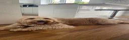 Goldendoodle dogs for sale: Waiting List Goldendoodles Leaving August - Advert 5