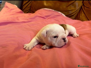 English Bulldog dogs Stunning Red & White English Bulldog Puppies - Advert 3