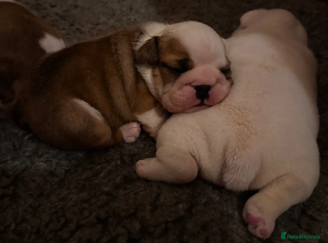 English Bulldog dogs for sale: Kc registered red & white puppies *5 females* - Advert 1