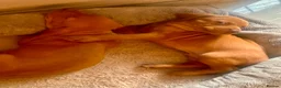 Hungarian Vizsla dogs for sale: Hungarian viszla puppies  - Advert 7