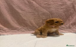 Cavapoo dogs for sale: Adorable red cavapoo pups - Advert 4