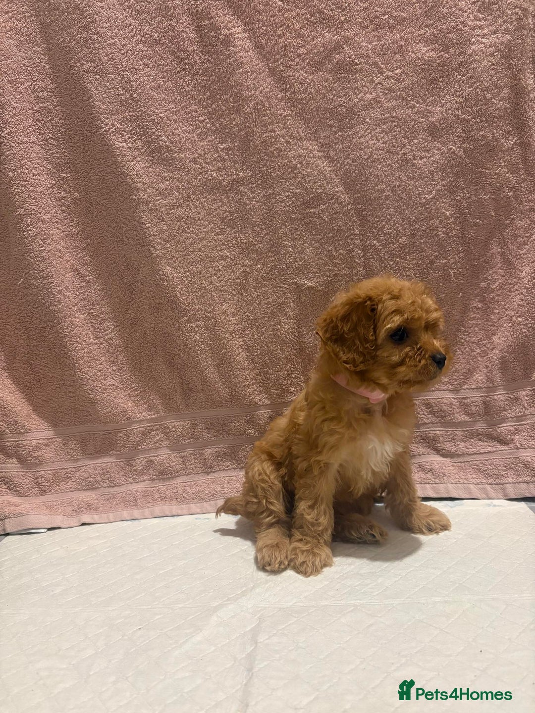 Cavapoo dogs for sale: Adorable red cavapoo pups - Advert 4