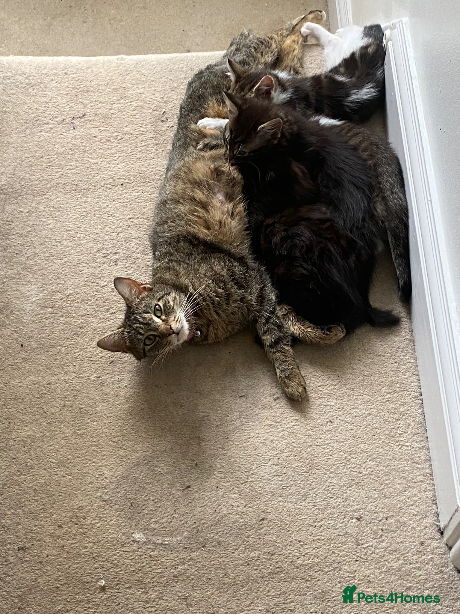 Mixed Breed cats X3 Beautiful Male Kittens Available in Luton - Advert 2