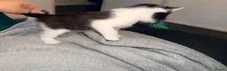 Mixed Breed cats for sale: Short haired female - Advert 9