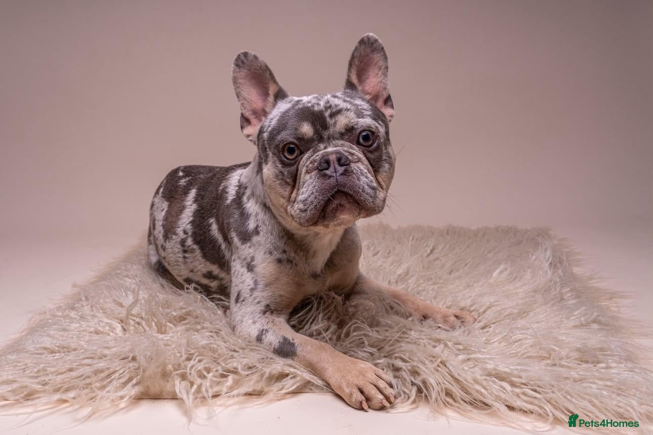French Bulldog dogs MILO  - Advert 1