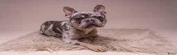 French Bulldog dogs for sale: MILO  in Doncaster - Advert 1