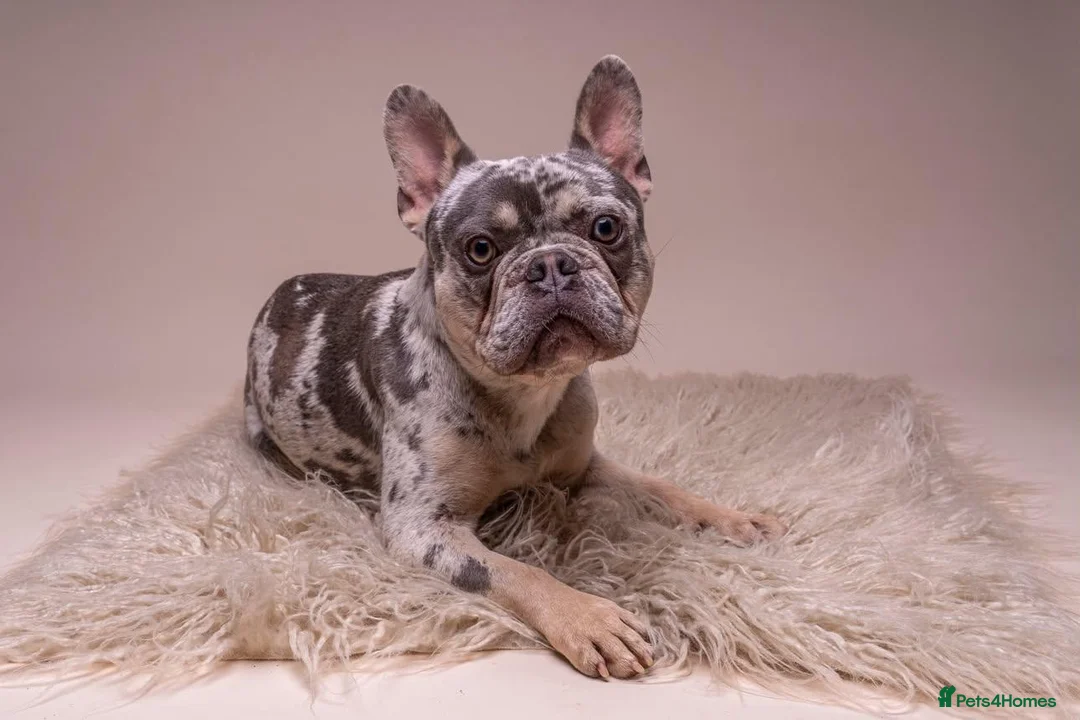 French Bulldog dogs for sale: MILO  in Doncaster - Advert 1
