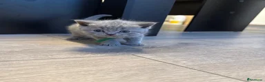 British Shorthair 1