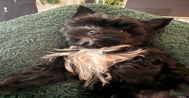 Yorkshire Terrier dogs Yorkshire terrier Black Biewer Ready To Leave ❣️❣️ - Advert 16