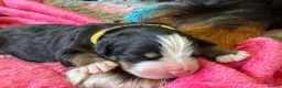 Bernese Mountain Dog dogs for sale: Beautiful Bernese Mountain Dog Puppies in Eye - Advert 10