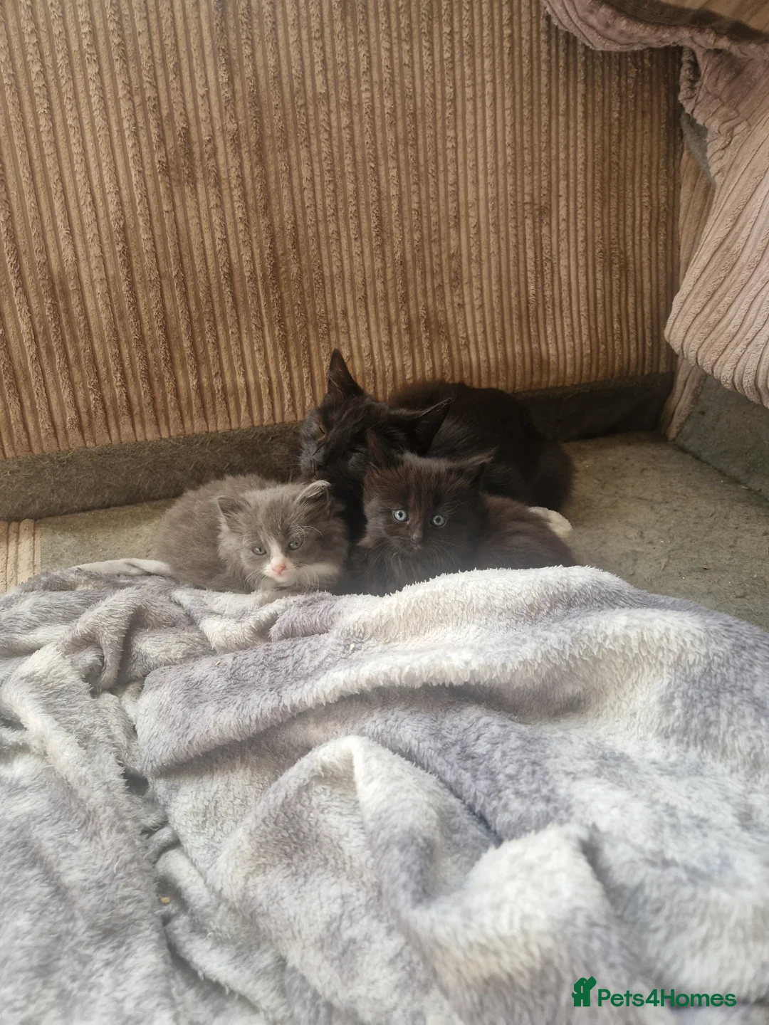Mixed Breed cats for sale: All females kittens  - Advert 5