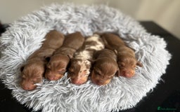 Miniature Dachshund dogs for sale: KC Mini Dachshunds (short hair)  - Image 6