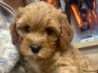 Mixed Breed dogs - Advert 1