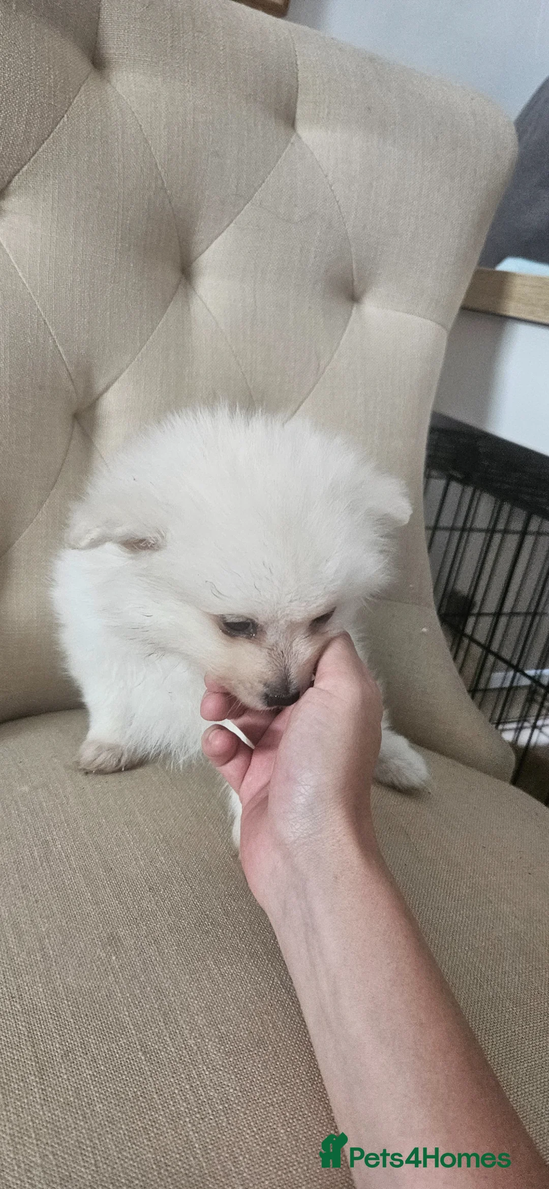 Pomeranian dogs for sale: Beautiful white Pommerian puppies - Advert 2
