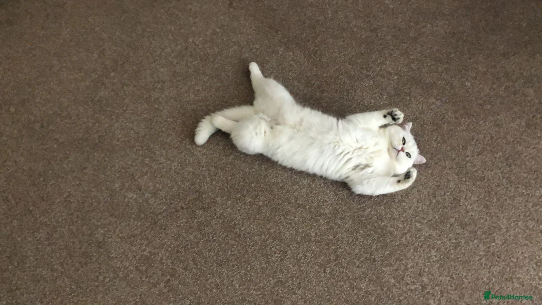 Exotic cats for sale: Very calm exotic  - Advert 11